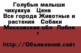 Голубые малыши чихуахуа › Цена ­ 25 000 - Все города Животные и растения » Собаки   . Московская обл.,Лобня г.